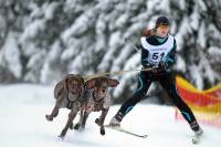 Bieganie z psem jako sport. Dla kogo skijoring?