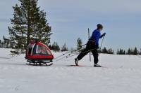 NORDIC CAB - całoroczna przyczepka narciarska do przewożenia dzieci rodem z Norwegii