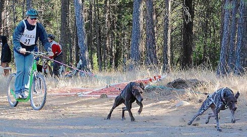 Dog scootering - poza zimowa kategoria psich zaprzęgów