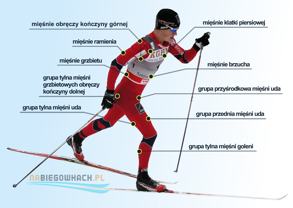 Grupy mięśniowe zaangażowane podczas biegu na nartach