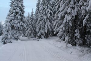 Stowarzyszenie Bieg Piastów